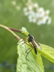 Rhagio vitripennis