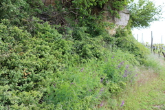 Vicia tenuifolia
