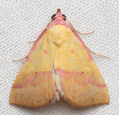 Phytometra rhodarialis