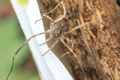 Lacinius horridus