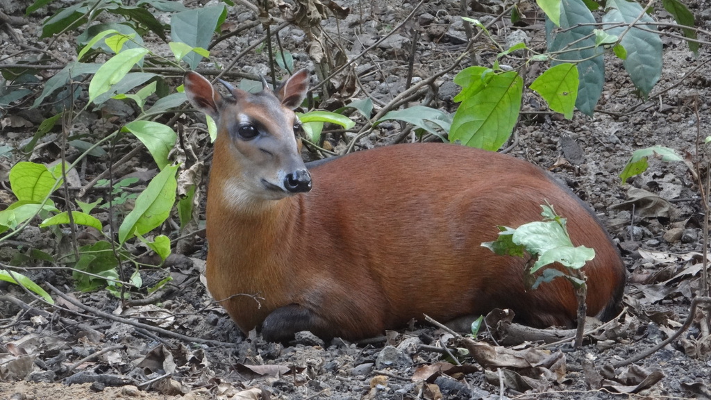 Bay Duiker (Cephalophus dorsalis)