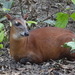 Bay Duiker - Photo (c) Lyse Primault, some rights reserved (CC BY-SA)