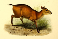 Bay Duiker photo 4