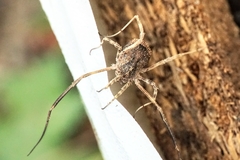 Lacinius horridus
