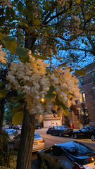 Robinia pseudoacacia