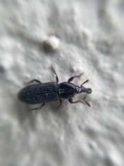 Cossonus linearis