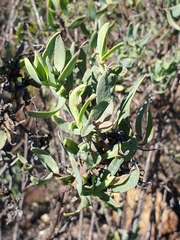Othonna parviflora