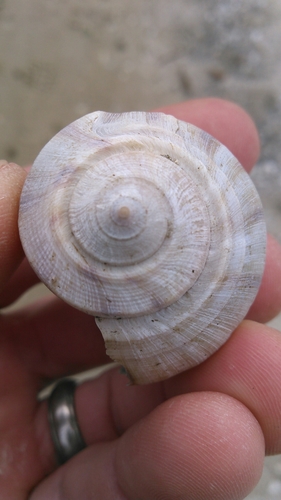 Pear Whelk