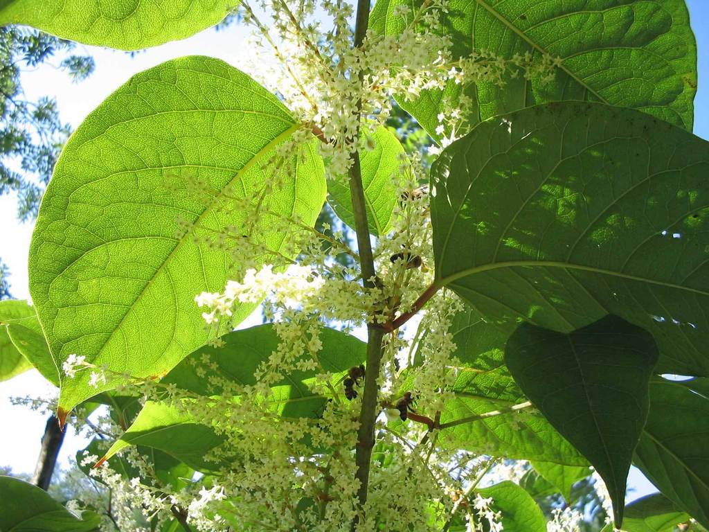 Japanese Knotweed (Noxious Weeds of Colorado) · iNaturalist