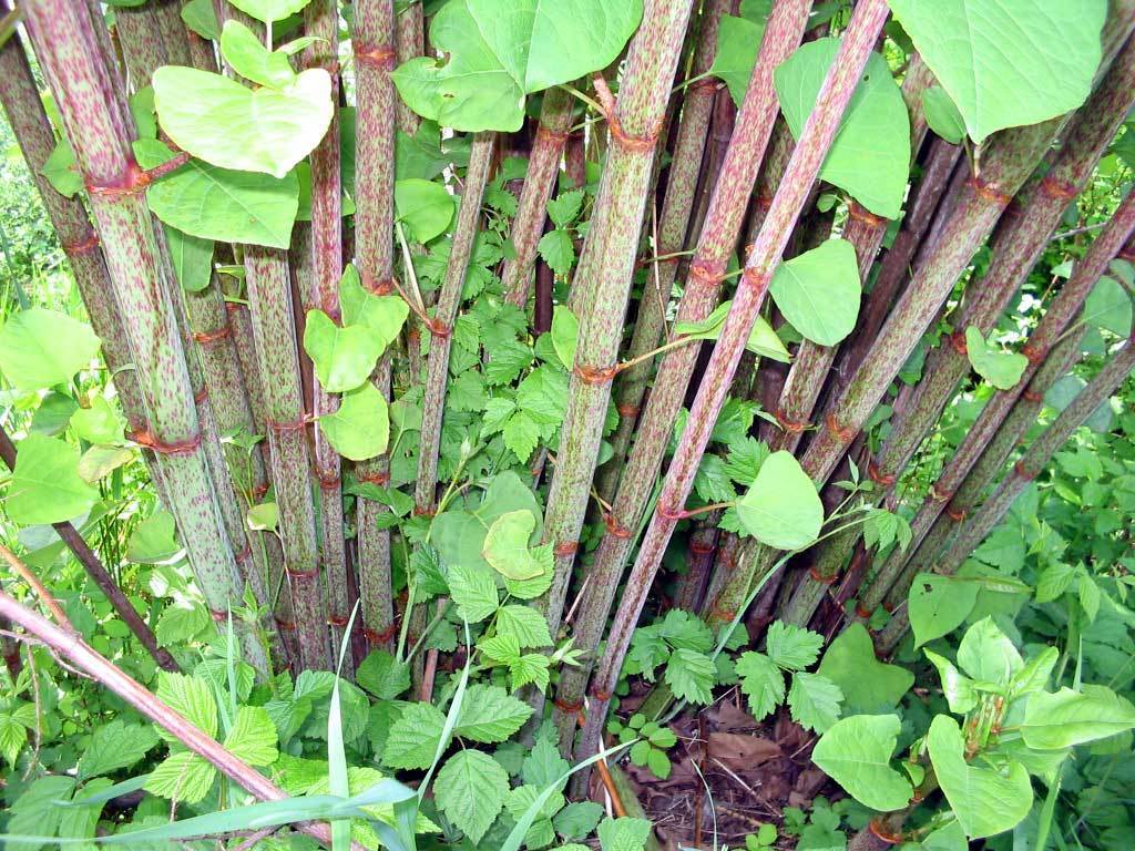 Japanese Knotweed (Noxious Weeds of Colorado) · iNaturalist