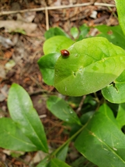 Stenotarsus blatchleyi