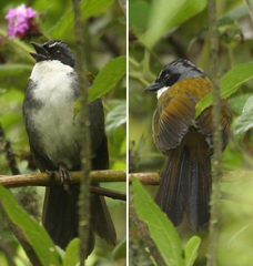 Grey-Browed Brush-Finch photo 2