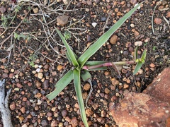 Cyanotis speciosa