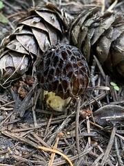 Morchella snyderi