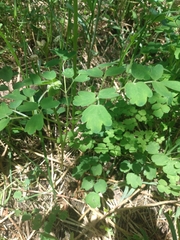 Thalictrum aquilegiifolium