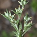 Narrowleaf Cottonrose - Photo (c) faluke, some rights reserved (CC BY-NC), uploaded by faluke