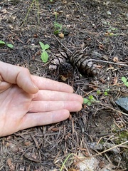 Morchella snyderi