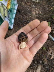 Morchella snyderi