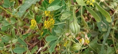 Medicago scutellata