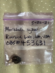 Morchella snyderi