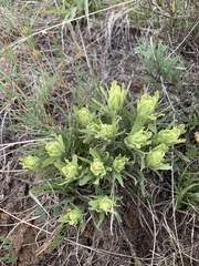 Castilleja flava