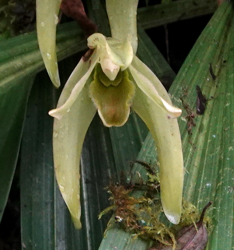 Ida gigantea