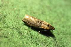 Sciota fumella