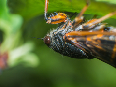 Cicadetta montana