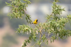 Icterus cucullatus