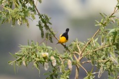 Icterus cucullatus