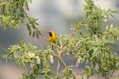 Icterus cucullatus