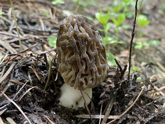Morchella snyderi