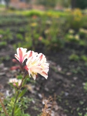 Alstroemeria
