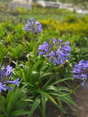 Agapanthus praecox