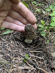 Morchella snyderi