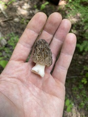 Morchella snyderi