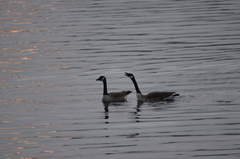 Branta canadensis maxima