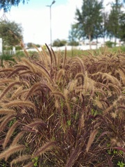 Cenchrus setaceus