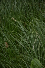 Carex brizoides
