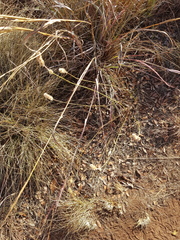 Cyphocarpa angustifolia