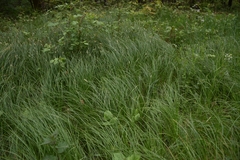 Carex brizoides