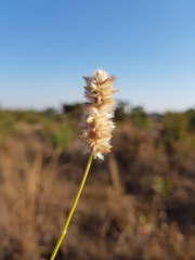 Cyphocarpa angustifolia
