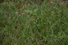 Carex brizoides