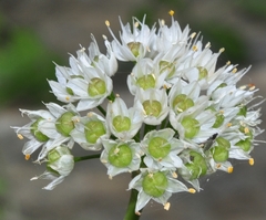Allium subvillosum