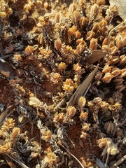 Crassula lanceolata