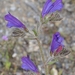 Echium creticum - Photo (c) faluke,  זכויות יוצרים חלקיות (CC BY-NC), הועלה על ידי faluke