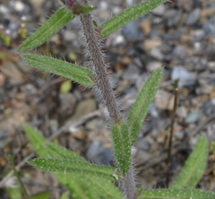 Echium creticum