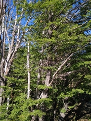 Nothofagus antarctica