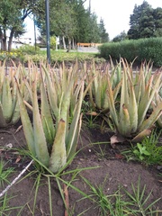 Aloe vera
