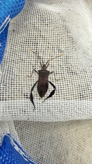 Leptoglossus gonagra